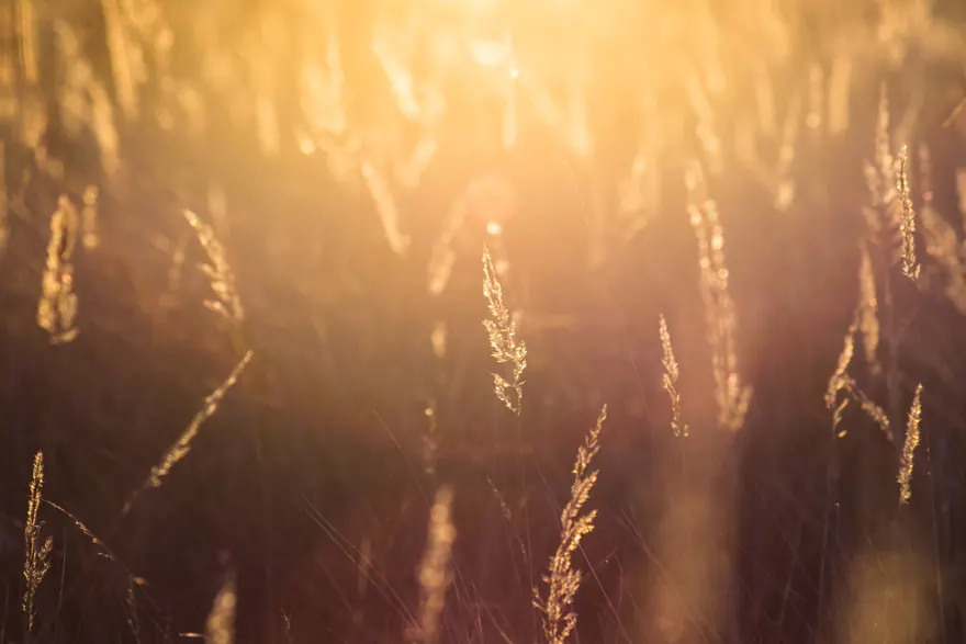 Franchisor Insolvency: It May Happen